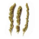 Kompolti toppen - CBD 11%
