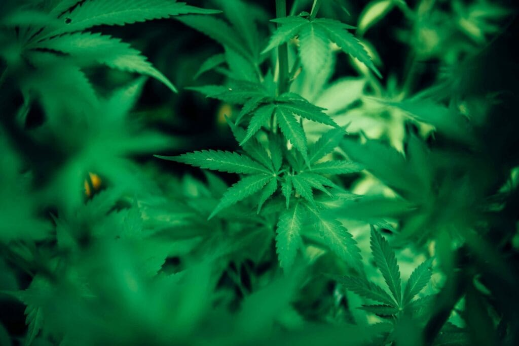 Groene hennepplanten met getande bladeren