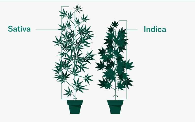 Ilustracja rośliny sativa i rośliny indica obok siebie