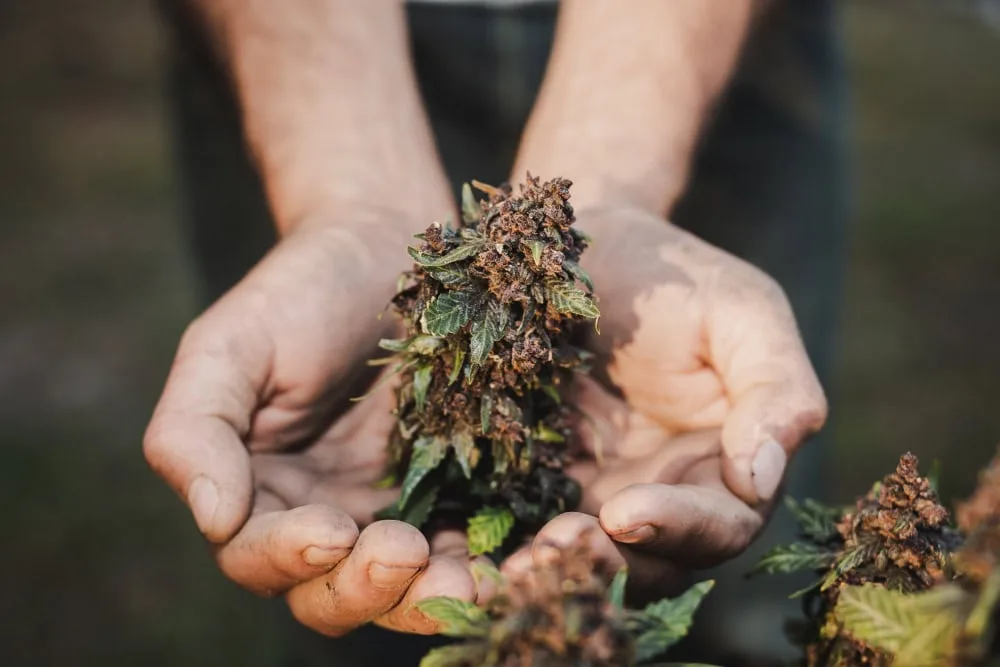 Hampablomma Raw Hemp:ltä