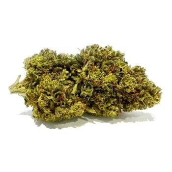 Cheese Quake CBD-kukka