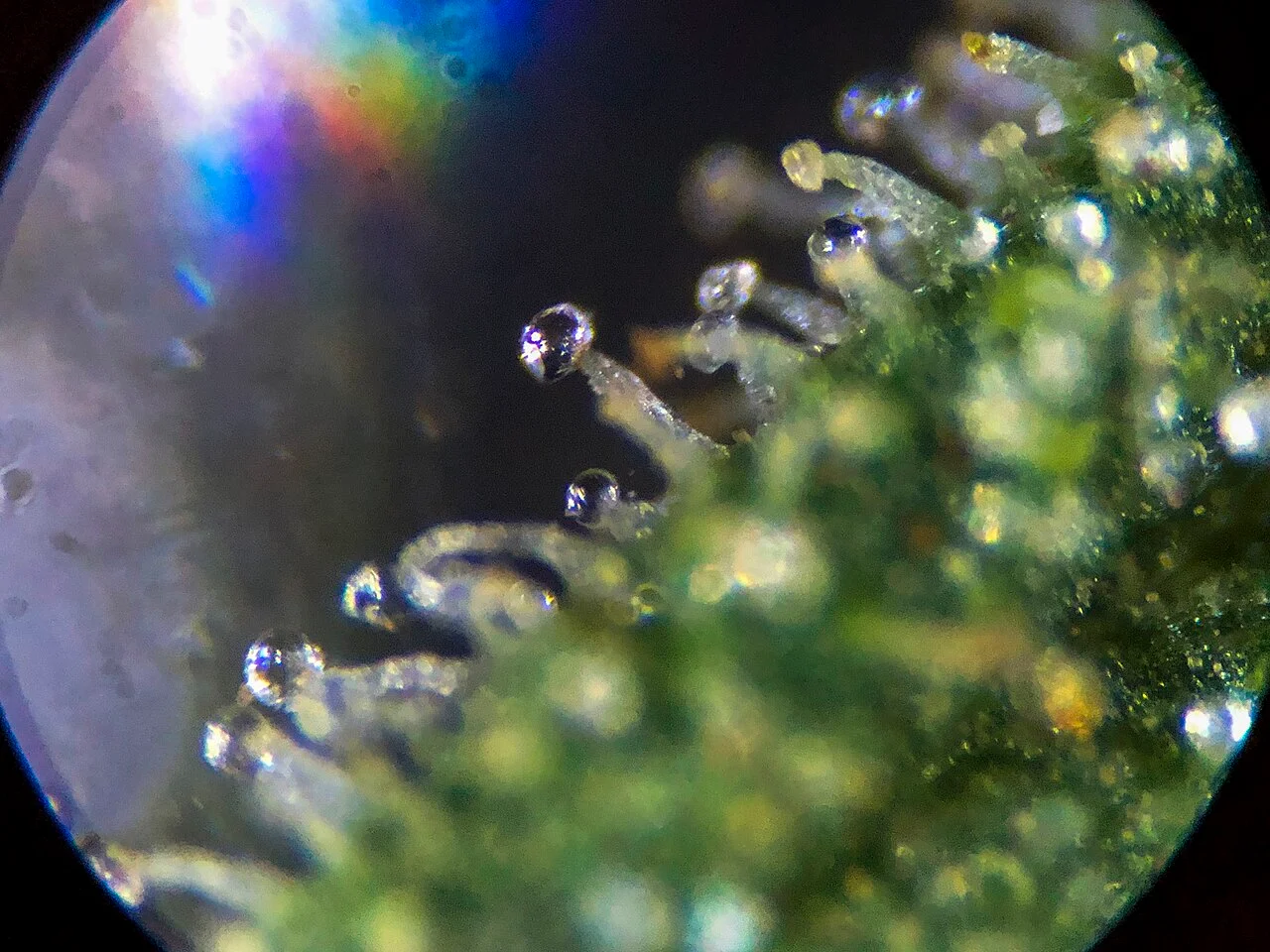 Gros plan sur les trichomes d’une fleur de cannabis