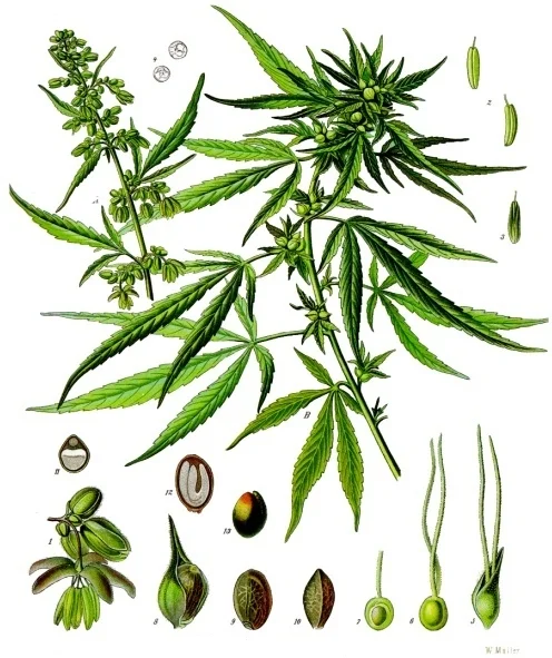 Botanisk illustration af Cannabis sativa med blade, blomster og frø