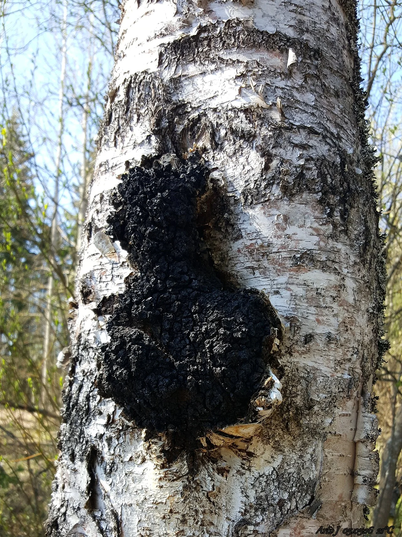 Schwarzer, rissiger Chaga-Pilz am Stamm einer Birke