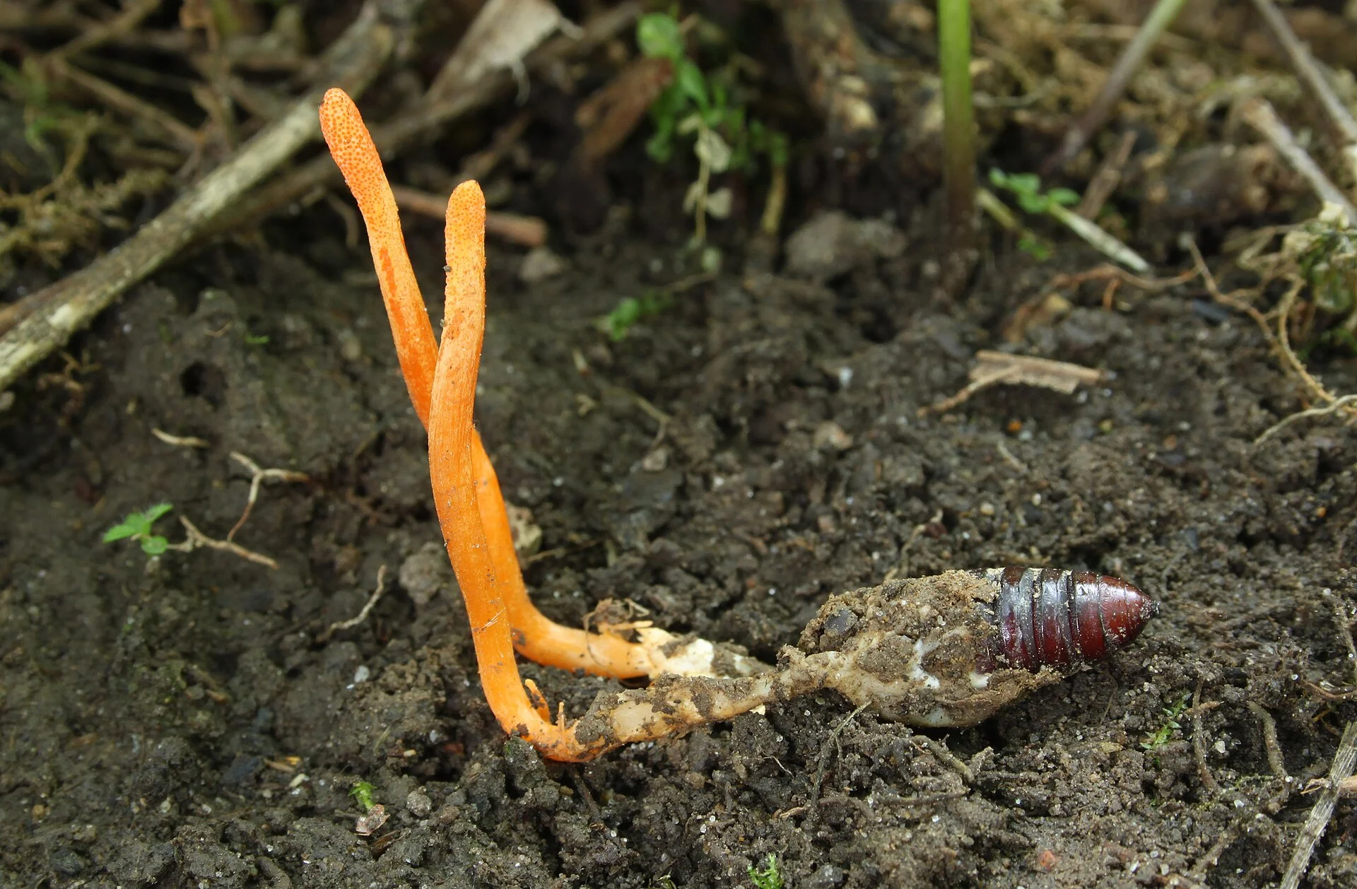 Cordyceps militaris orange sortant d’une chrysalide dans le sol