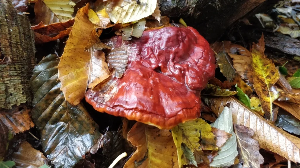 Punaruskea reishi-sieni lehtien keskellä metsänpohjalla
