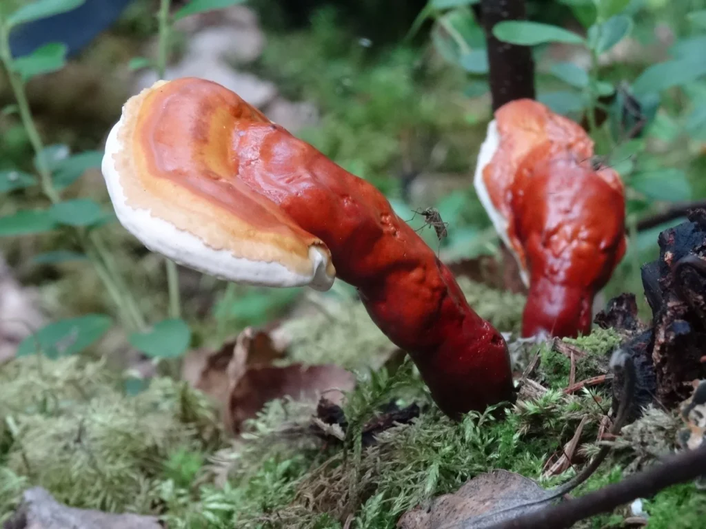 Reishi con sombrero brillante marrón rojizo creciendo en el suelo del bosque
