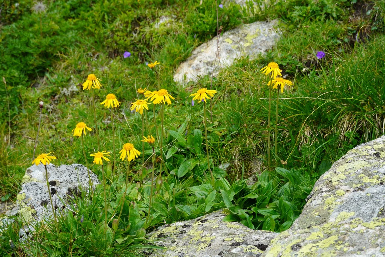 Gele arnicabloemen, Arnica montana, in een weide in Nationaal Park Hohe Tauern in Oostenrijk