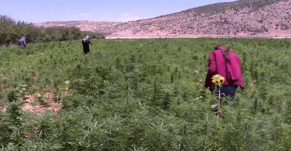 Farmers harvesting cannabis in the Bekaa Valley in Lebanon