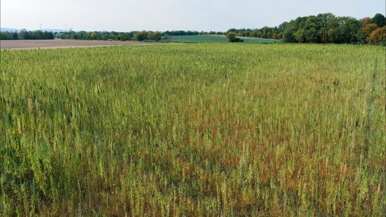 A field of industrial hemp in Austria