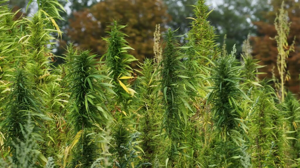Flowering industrial hemp plants in a field