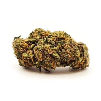 Raspberry CBD-kukka, tiiviit kukinnot ja oranssit emit