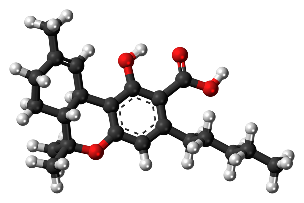 Ball-and-stick model of the THCA molecule, tetrahydrocannabinolic acid