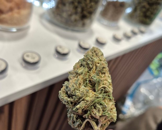 CBD Flower close-up