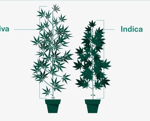 Sativa o Indica